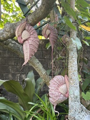 Aristolochia grandiflora image