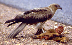 Whistling Kite photo 6