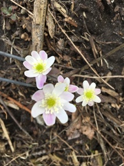 Hepatica acutiloba
