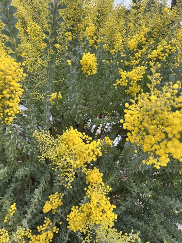 Acacia cultriformis iNat (2)