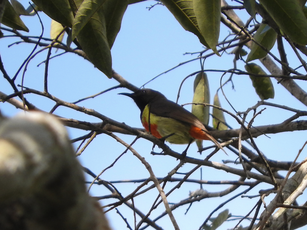 Anchieta's Sunbird
