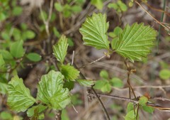 Viburnum rafinesqueanum