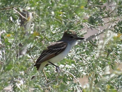 Myiarchus cinerascens