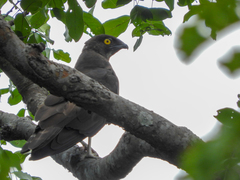 Macheiramphus alcinus