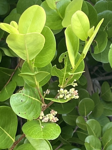 Cocoplum (Chrysobalanus icaco)