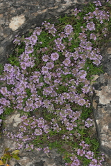 Thymus praecox