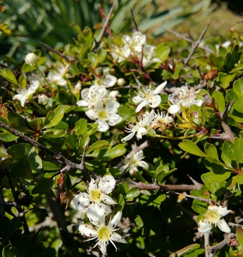 hloh (Crataegus)