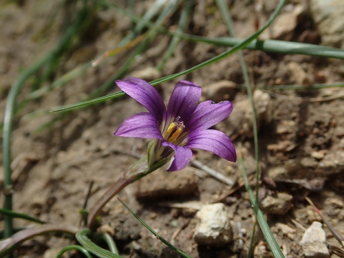 Image of Romulea variicolor by (c) Daniel Cahen, some rights reserved (CC BY)