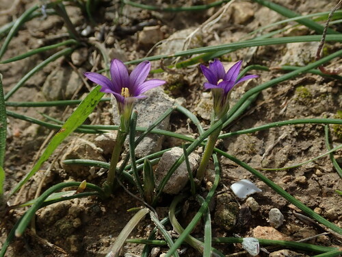 Image of Romulea variicolor by (c) Daniel Cahen, some rights reserved (CC BY)