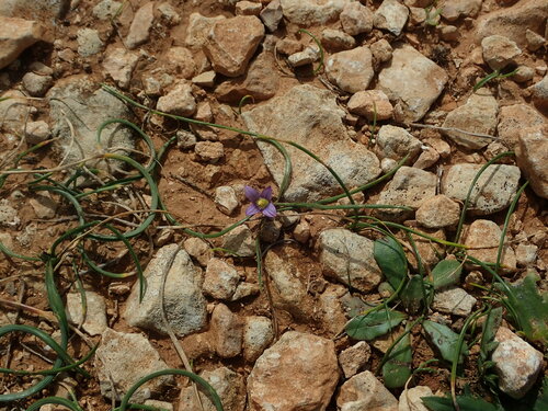 Romulea variicolor