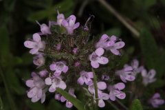 Thymus praecox