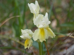 Orchis pauciflora