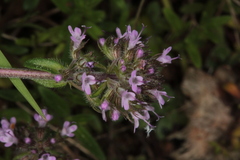 Thymus praecox