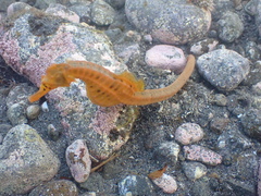 Hippocampus abdominalis