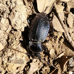 Carabus catenulatus
