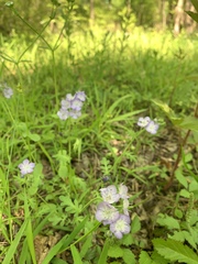 Phacelia hirsuta