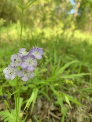 Phacelia hirsuta