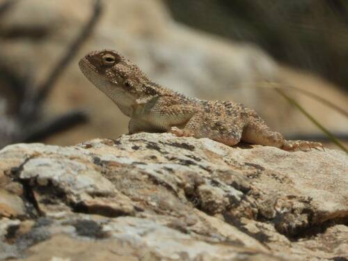 Desert Agama, Trapelus mutabilis