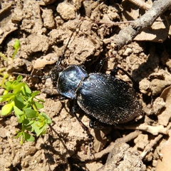 Carabus catenulatus