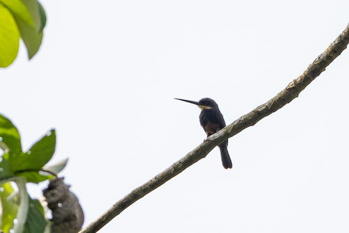 Dusky-backed Jacamar (Brachygalba salmoni), photo 6