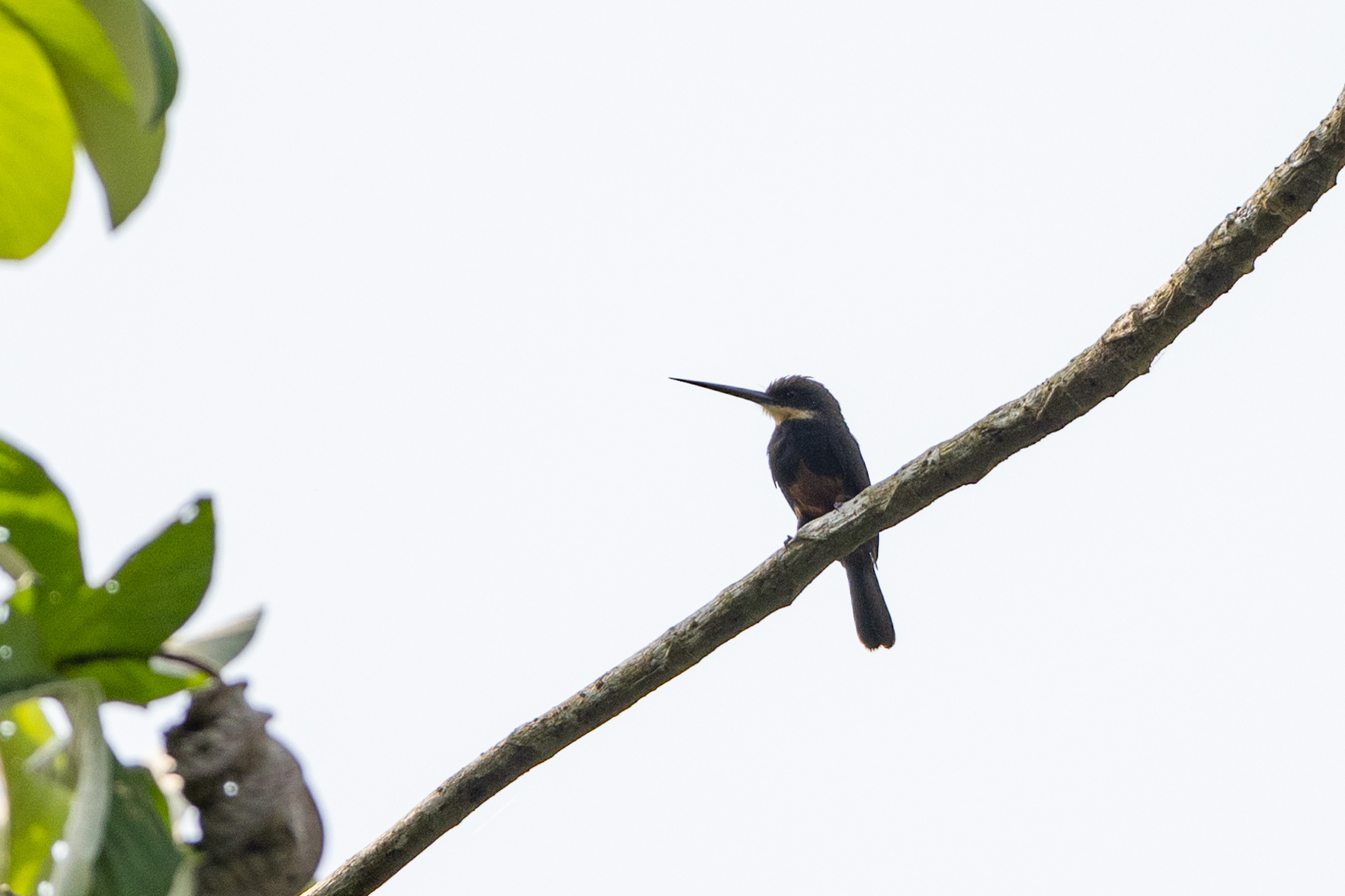 Dusky-backed Jacamar (Brachygalba salmoni), photo 10