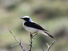 Oenanthe melanoleuca