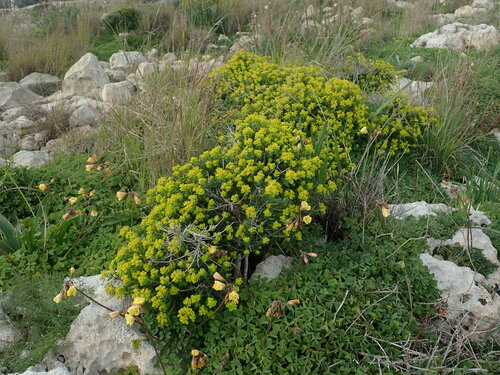 Image of Euphorbia melitensis by (c) Daniel Cahen, some rights reserved (CC BY)