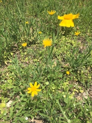 Tetraneuris linearifolia