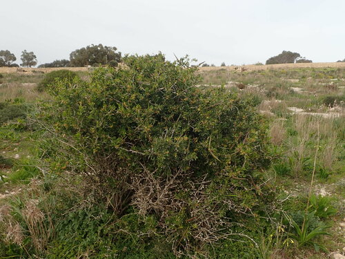 Image of Periploca angustifolia by (c) Daniel Cahen, some rights reserved (CC BY)