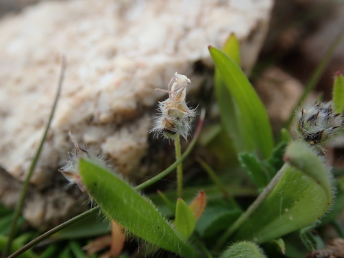Image of Plantago bellardii by (c) Daniel Cahen, some rights reserved (CC BY)