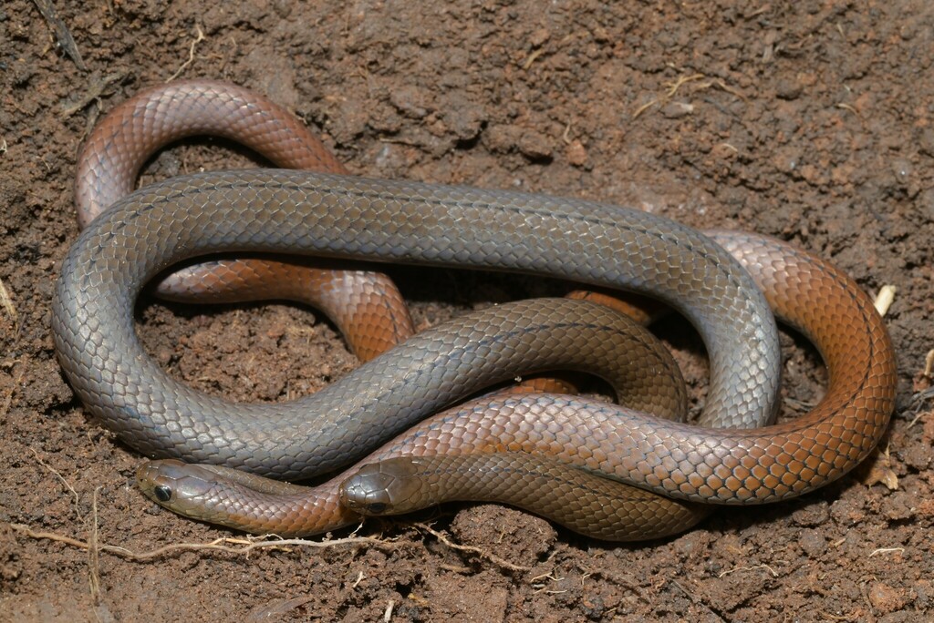 Shire Slug Eater