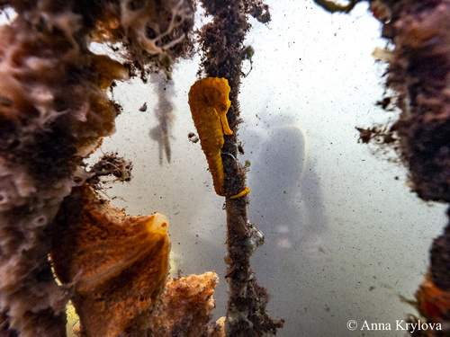 Longsnout Seahorse