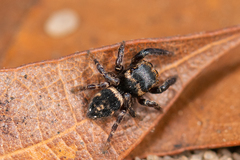 Habronattus carolinensis