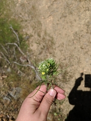 Castilleja lineariloba