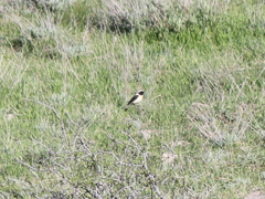 Oenanthe melanoleuca