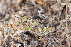 Pardalophora phoenicoptera
