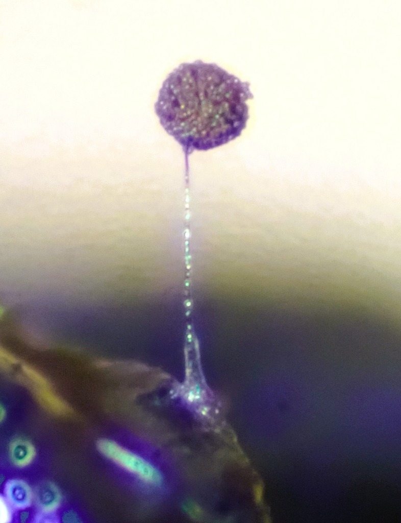 Paradiacheopsis fimbriata