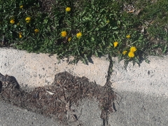 Taraxacum officinale