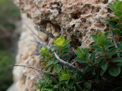 Image of Euphorbia melitensis by (c) Daniel Cahen, some rights reserved (CC BY)
