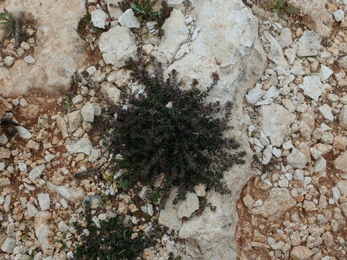 Image of Micromeria microphylla by (c) Daniel Cahen, some rights reserved (CC BY)