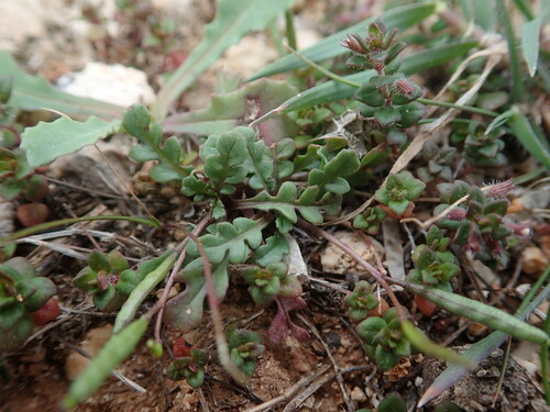 Diplotaxis viminea (Diplotaxis viminea)