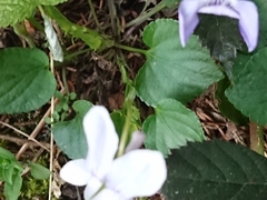 Viola × bavarica
