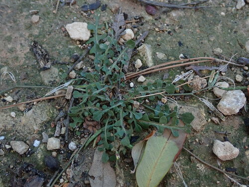 Diplotaxis viminea (Diplotaxis viminea)