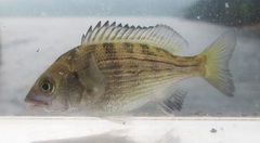 Acanthopagrus sivicolus