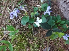 Viola × bavarica