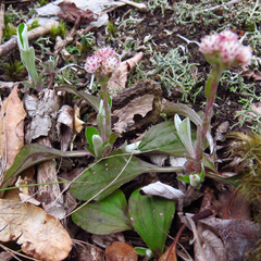 Antennaria plantaginifolia