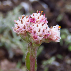 Antennaria plantaginifolia