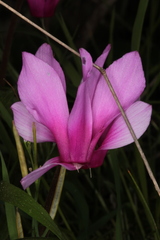 Cyclamen repandum