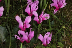Cyclamen repandum