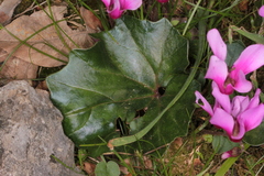 Cyclamen repandum